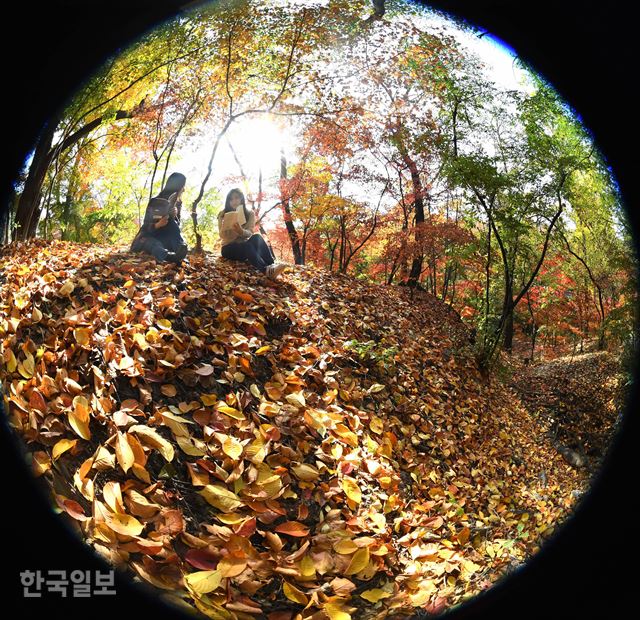 3일 서울 동대문구 경희대학교의 단풍이 절정을 맞고 있는 가운데 학생들이 낙엽에 앉아 책을 읽고 있다. 배우한 기자