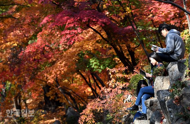 3일 서울 동대문구 경희대학교 캠퍼스의 단풍.배우한 기자 /2017-11-03(한국일보)