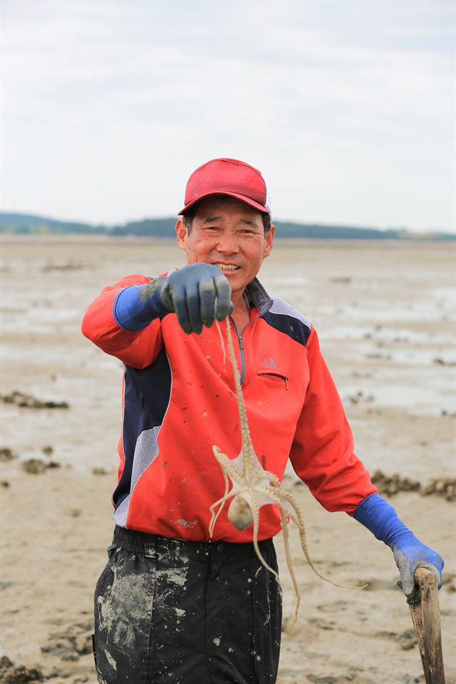 전남 무안의 한 어업인이 삽을 이용한 가래잡이 방법으로 낙지를 잡고 있다.