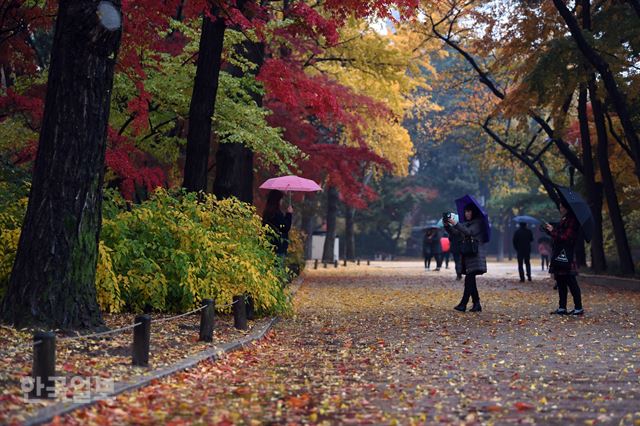 겨울을 재촉 하는 비가 촉촉히 내린 10일 오후 서울 중구 덕수궁을 찾은 시민과 관광객들이 가을비에 젖은 단풍과 낙엽속에서 저물어가는 가을의 정취를 즐기고 있다. 2017.11.10 신상순 선임기자ssshin@hankookilbo.com