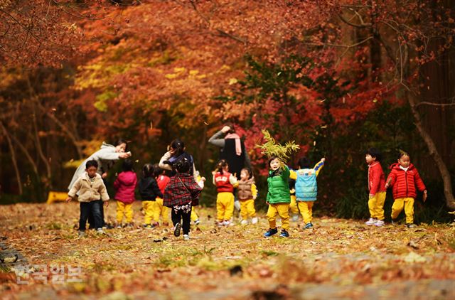 만추의 장태산휴양림에서 낙엽 놀이에 푹 빠진 아이들.