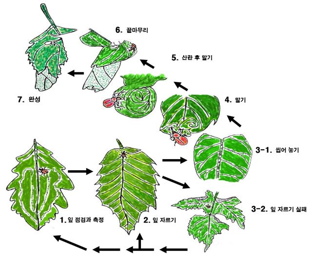거위벌레가 요람을 만드는 순서. 국립생태원 제공