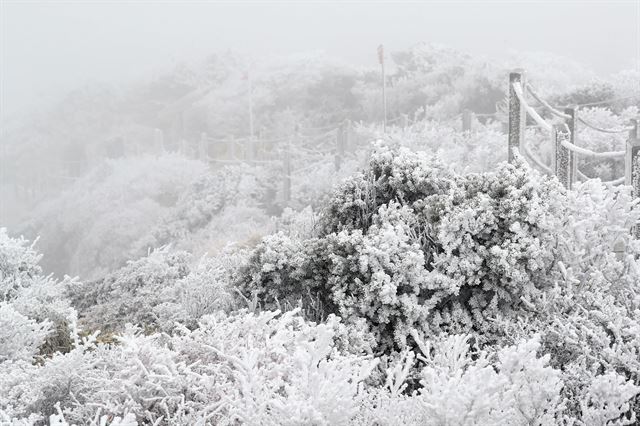 19일 오전 제주 한라산 영실 코스에 눈꽃이 활짝 피어 있다. 제주=연합뉴스