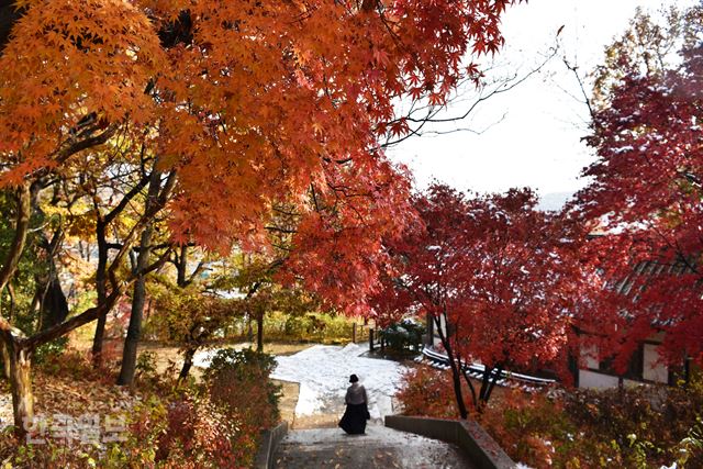 지난 24일까지도 빨간 단풍이 그대로 남아 있었다.