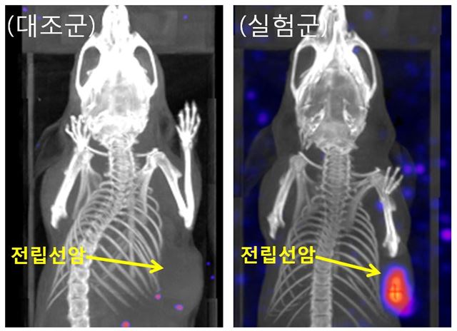 원자력연 임재청 박사팀이 개발한 '전립선 암 진단 및 치료를 위한 봄베신 유도체 화합물 제조기술'의 동물모델 실험 영상. 원자력연 제공