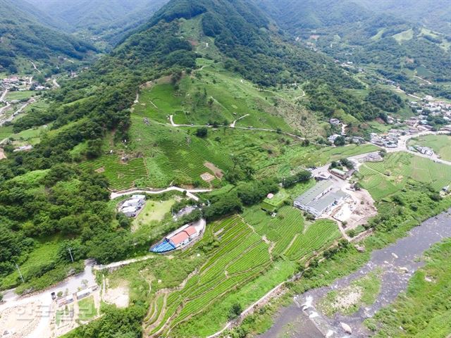 경남 하동군 화개면 정금차밭이 싱그로운 초록색을 띠고 있다.