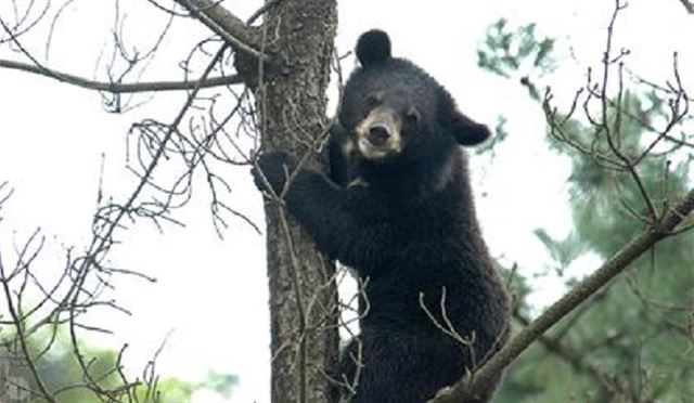 지리산에 서식하는 반달가슴곰. 지리산국립공원남부사무소 제공