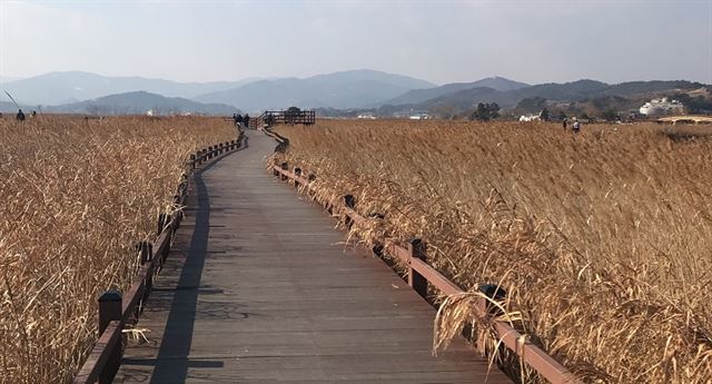 국내 대표 철새서식지인 전남 순천만습지. 한국일보 자료사진