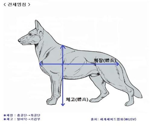 정부는 체고 40㎝이상 반려견을 관리대상견으로 지정하고 입마개를 의무화한다는 내용의 반려견 안전관리 대책을 발표했다. 농림축산식품부 제공