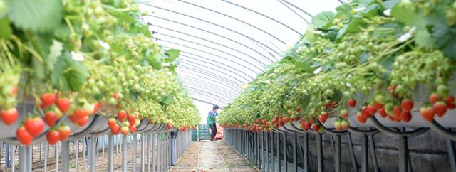 지난달 생산자물가가 전월보다 0.1% 오르며 한 달 만에 반등했다. 전년에 비해 두 배 이상 값이 오른 품목으로 조사된 딸기를 수확하고 있는 경남 거창군 농가의 모습. 연합뉴스