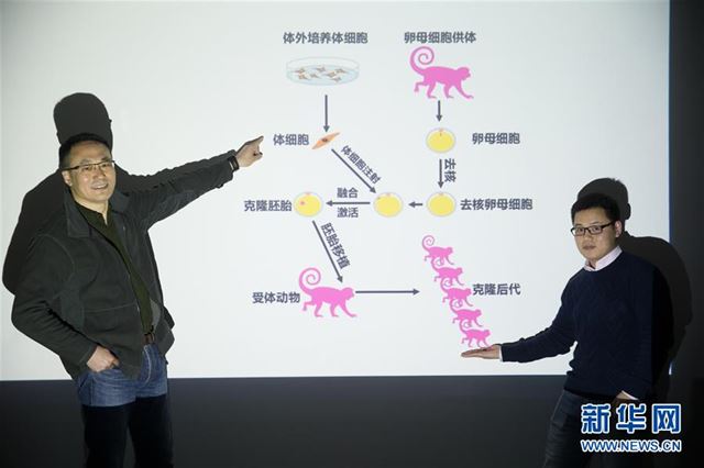 CAS 연구진이 원숭이 복제 과정을 설명하는 모습. 신화망