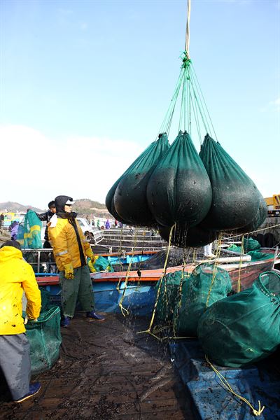 물김 초매식 한국일보 자료