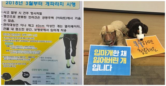 부산의 한 아파트에는 오는 3월부터 체고 40㎝ 반려견에게 엘리베이터 등에서 입마개를 해야 한다는 공고문이 붙어있다(왼쪽). 농식품부는 이에 대해 오는 2021년부터 시행할 예정이며, 평가를 통해 안전하다고 증명되는 경우에는 제외된다고 밝혔다. 3일 서울 여의도 국회의원회관에선 체고 40㎝ 반려견 입마개 착용 의무화 대책을 놓고 토론이 이어졌다. 내사랑리트리버 제공, 고은경기자