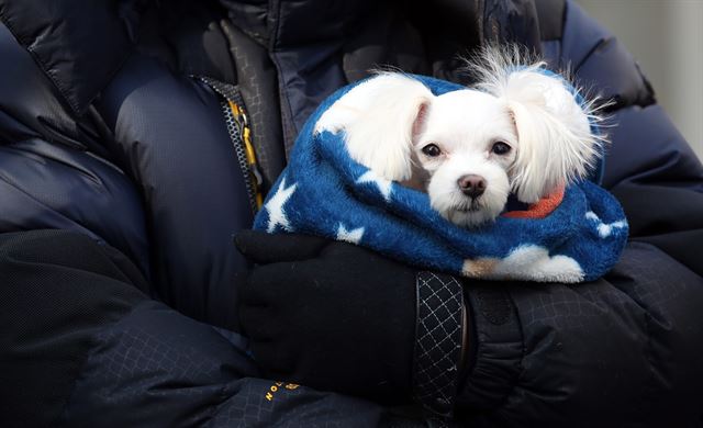 4일 오후 한 시민이 반려견을 담요에 감싸 안고 서울 종로구 인사동 거리를 걷고 있다. 5일에도 전국 대부분 지역에는 한파특보가 내려진 가운데 살을 에는 강추위가 이어지고 있다. 연합뉴스