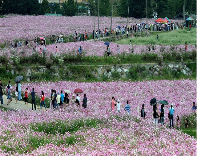 경남도 군부 대표축제로 뽑힌 하동 북천코스모스ㆍ메밀꽃축제. 경남도 제공