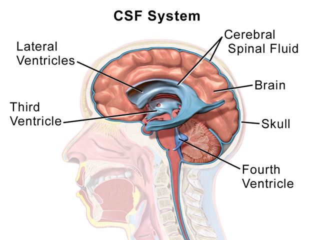 뇌 안쪽 파란색으로 표시된 부분이 뇌실(Ventricle)로 뇌척수액(serebral spinal fluid)으로 채워져 있다. 이 부분이 확장되는 질환이 '수두증(뇌수종)'이다. 위키미디어 코먼스