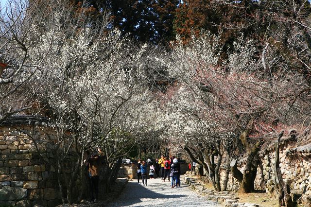 원통보전 담장을 따라 터널을 이루는 선암매