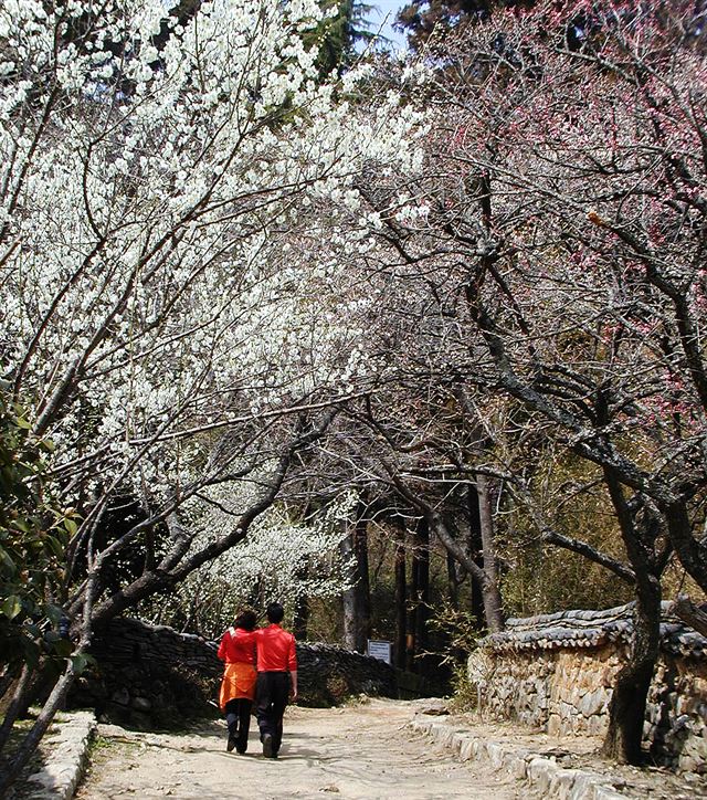 선암사는 ‘화훼사찰’이라 불릴 정도로 봄 꽃이 많다.