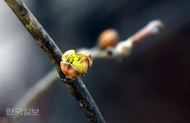 우수인 19일 오후 서울 서대문구 백련근린공원에서 산수유 꽃봉오리가 터질 듯 부풀어 올라 있다. 신상순 선임기자 ssshin@hankookilbo.com