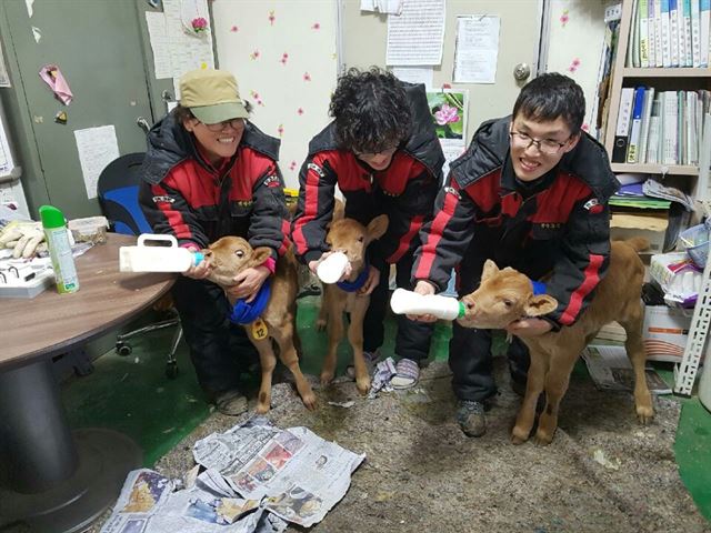 경북 문경시 영순면 왕태리 백상농장에서 최근 세쌍둥이 송아지가 태어난 가운데 어미 젖만으로는 충분치 못해 분유를 먹이고 있다. 김경숙씨 제공