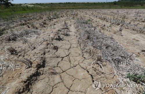 지난해 6월 가뭄으로 갈라진 충남 당진시 석문면 대호간척지 논바닥 모습. 연합뉴스.