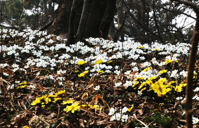 복수초와 변산바람꽃이 천지를 이룬 풍도.