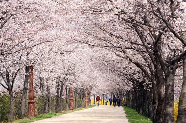 서울 영등포구 안양천변의 벚꽃길. 서울시 제공