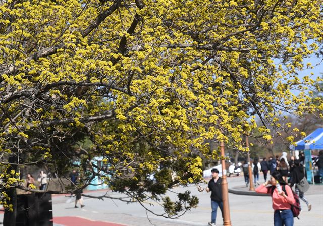 봄기운이 완연한 14일 강원 강릉의 한 대학 캠퍼스에 산수유가 노란 꽃을 활짝 피웠다. 강릉=연합뉴스