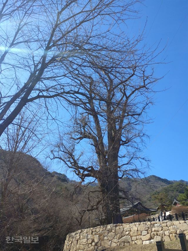 용문사 은행나무 전경. 남우리 인턴기자