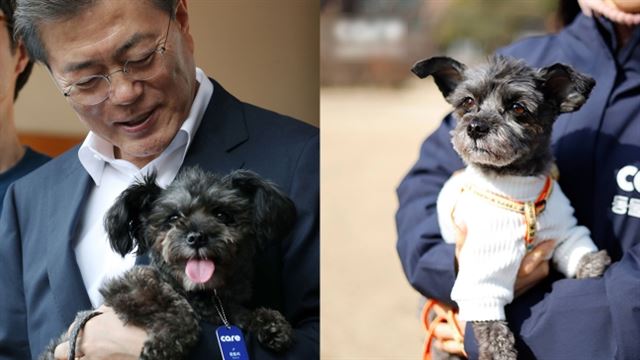 문재인 대통령은 유기견 토리를 입양하겠다는 공약(왼쪽)을 지켰고 7개월이 지난 지금 토리(오른쪽)는 '퍼스트 도그'로 살아가고 있다. 케어 제공