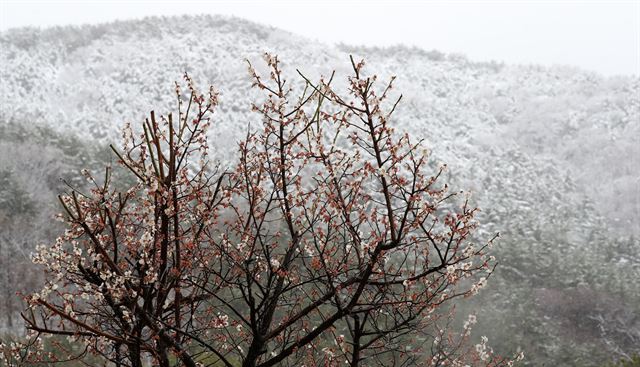 춘분인 21일 오전 부산 부암동 고지대에 눈이 내리고 있다. 부산 일부 지역의 수은주가 영하로 떨어져 눈이 내렸다. 고지대인 금정구 산성로, 북구 만덕고개길, 연제구 황령산로 등 8곳의 교통이 통제되고 있다. 연합뉴스