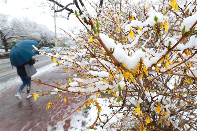 제주 산간에 대설특보가 내려진 21일 오전 제주대학교 교정에 핀 개나리 위로 눈이 쌓여 있다. 연합뉴스.