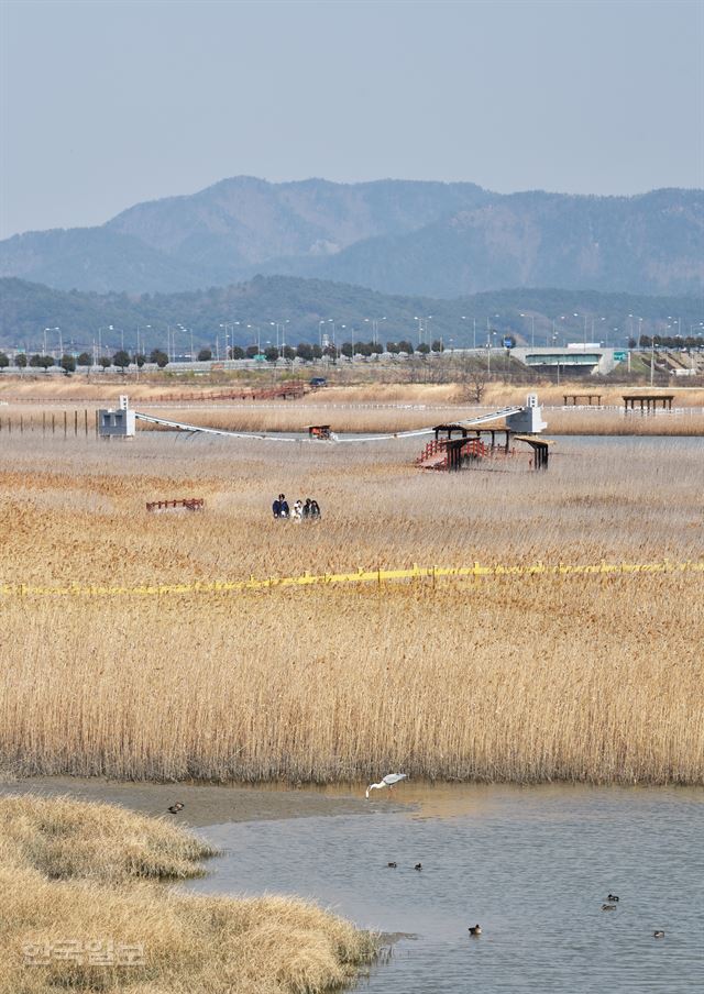 시민들이 산책을 즐기는 강진만생태공원 갈대밭 아래서 왜가리 한 마리가 먹이를 먹고 있다.