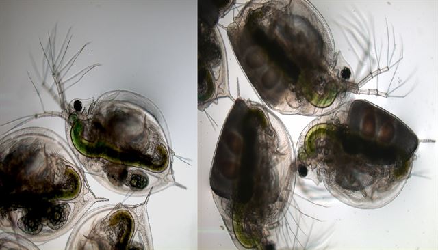 물벼룩의 처녀생식(왼쪽)과 유성생식(오른쪽) 개체의 모습. 물벼룩은 환경 변화에 따라 생식 방법을 달리한다. 국립생태원 제공