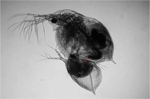 낮은 수온 등 환경이 나빠지면 물벼룩은 수컷 생산을 하여 유성생식으로 전환한다. 물벼룩의 짝짓기 장면. 아래쪽 작은 개체가 수컷이고, 위쪽에 큰 개체가 암컷이다. 국립생태원 제공