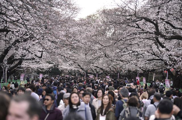 벚꽃으로 유명한 일본 도쿄의 우에노공원에 모인 인파들. 도쿄=AP 연합뉴스