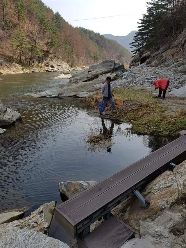 경북 봉화 영풍석포제련소 하류 15km 지점 하천에서 환경단체 회원들이 폐사한 피라미를 수거하고 있다.석포제련소봉화군대책위 제공