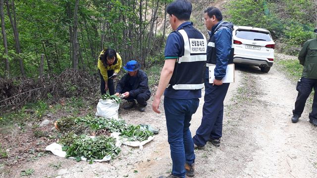 산림청은 3일 봄철을 맞아 임산물 부단채취와 입산통제구역 무허가 입산행위에 대해 산림경찰 등을 동원해 다음달 말까지 대대적인 단속을 벌인다. 산림청 제공