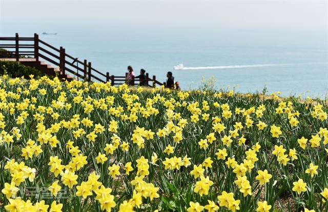 이기대 해안산책로의 작은 공원에 심은 수선화가 샛노란 봄빛으로 피어났다.