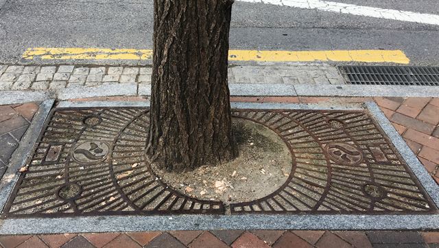 정동길에 설치된 가로수 보호덮개. 가로수가 내경 중심에 자리 잡지 못하고 한쪽으로 치우친 채 보호덮개와 맞닿아 있다. 2018.3.30