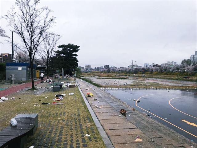 4일 오전 7시경 청주시 벚꽃 명소인 무심천이 쓰레기로 몸살을 앓고 있다. 독자 강혜원씨 제공