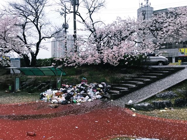 4일 오전 7시경 청주시 벚꽃 명소인 무심천이 쓰레기로 몸살을 앓고 있다. 독자 강혜원씨 제공