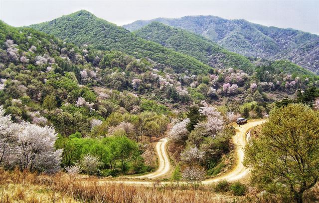 산자락마다 봄 꽃이 사태를 이룬 금산 보곡마을