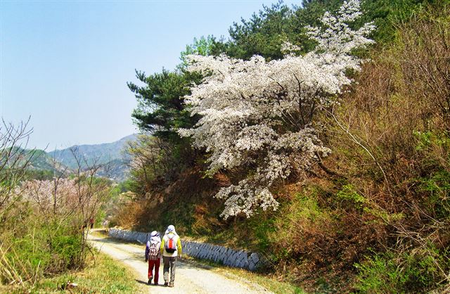 임도를 따라 걷는 길이어서 대체로 수월하다.