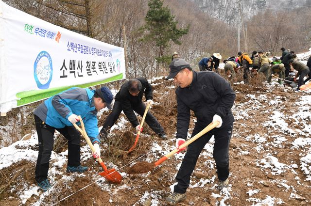 영주시 공무원과 소백산국립공원 직원들이 7일 소백산 탐방로에서 철쭉나무를 심고 있다. 영주시 제공