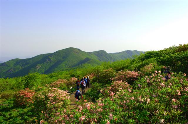 등산객들이 지난해 5월 소백산 연화봉에 피어난 철쭉꽃나무 사이를 걷고 있다. 영주시 제공