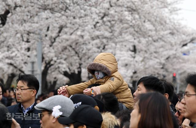 휴일인 8일 오후 서울 여의도 국회의사당 주변 윤중로에서 벚꽃축제가 열린 가운데 꽃샘추위로 기온이 떨어져 한 시민이 두꺼운 겨울외투 입은 아이를 목마 태우고 벚꽃을 구경하고 있다. 홍인기 기자