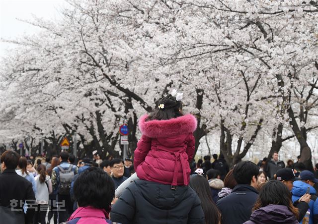 휴일인 8일 오후 서울 여의도 국회의사당 주변 윤중로에서 벚꽃축제가 열린 가운데 꽃샘추위로 기온이 떨어져 한 시민이 털 외투 입은 아이를 목마 태우고 벚꽃을 구경하고 있다. 홍인기 기자