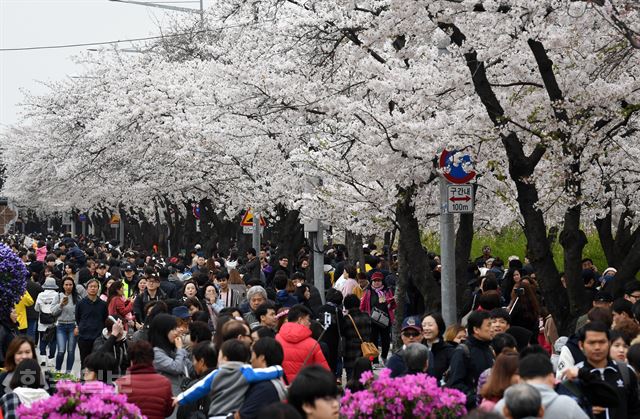 휴일인 8일 오후 서울 여의도 국회의사당 주변 윤중로에서 벚꽃축제가 열린 가운데 시민들이 활짝 핀 벚꽃을 구경하며 즐거운 시간을 보내고 있다. 홍인기 기자