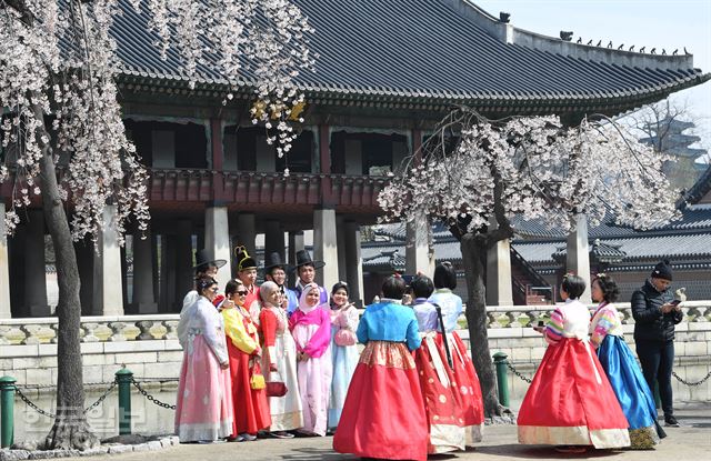 [저작권 한국일보]벚꽃아래서 기념 촬영하는 외국인 관광객